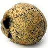 Crâne en Résine 'Omega Skull'