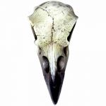 Crâne de Corbeau Reliquaire en Résine