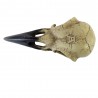 Crâne de Corbeau en Résine 'Corvus Alchemica'